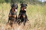 BEAUCERON 557